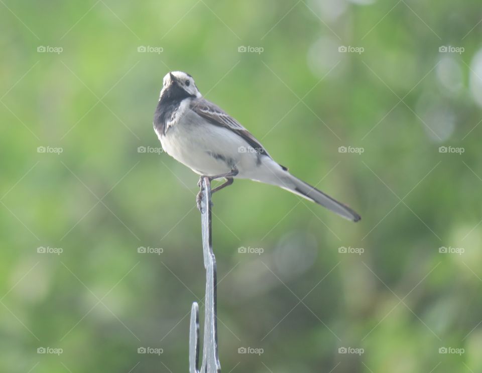 Wagtail