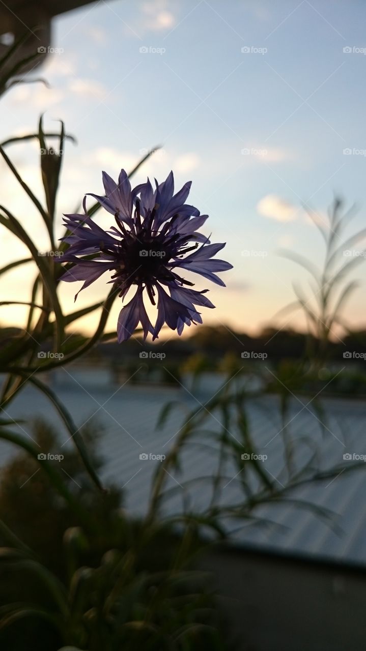 Flower silhouette in balcony