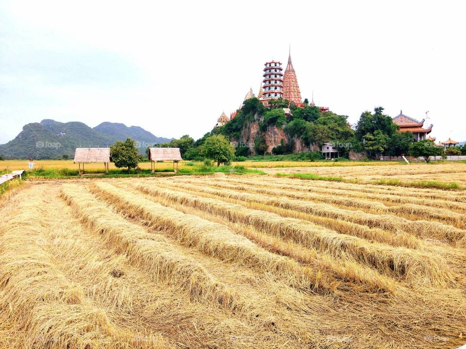 Rice field wit Temple.