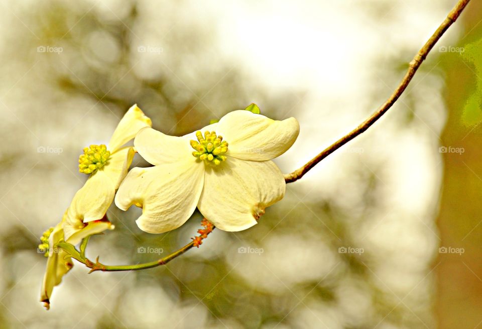 Dogwood blossoms 