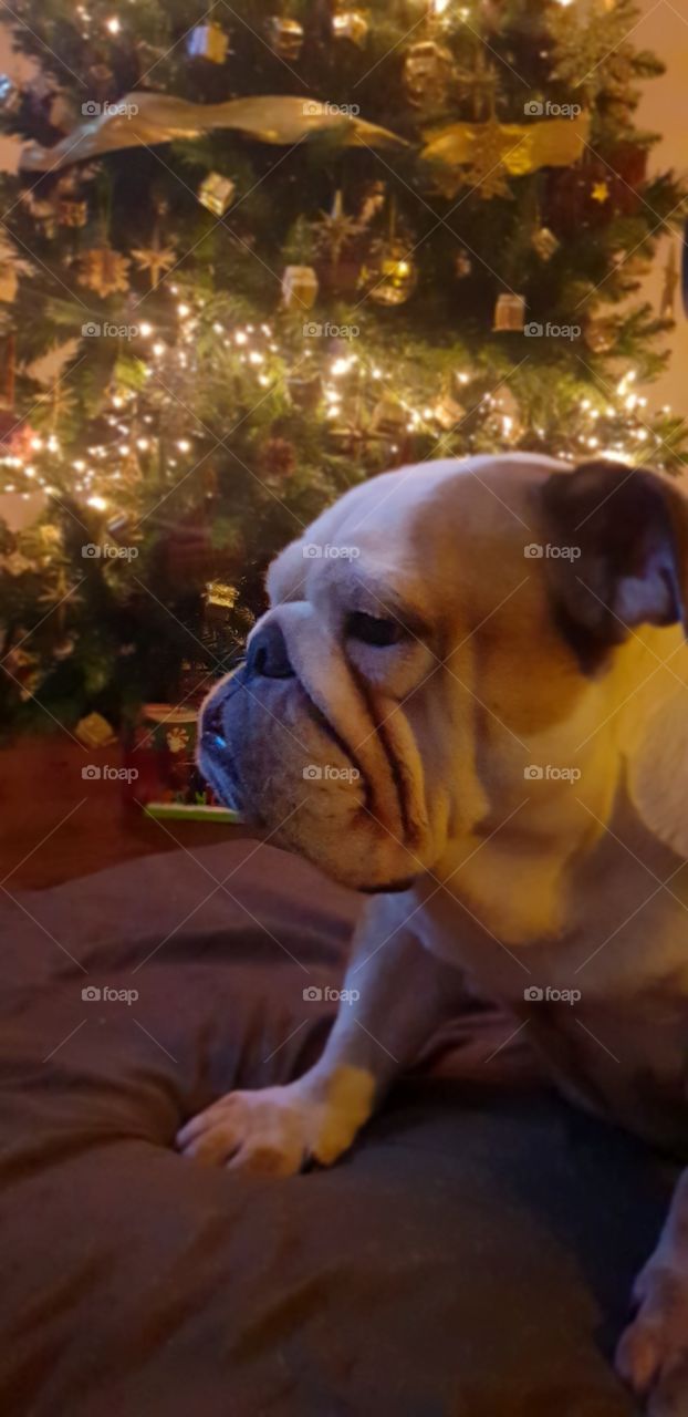 celebrating christmas with a bulldog