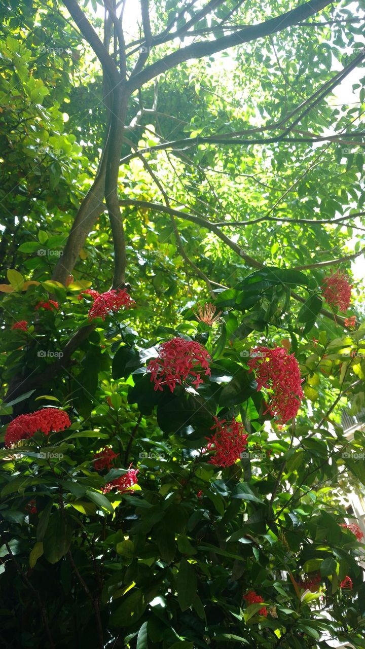tree and red flowers
