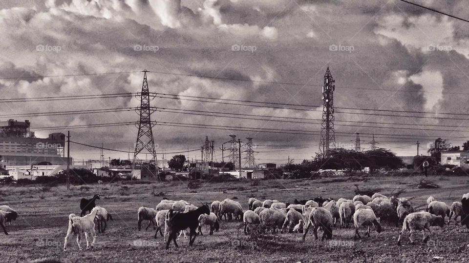 sheep Herding : Western Coastal Area, Gujarat