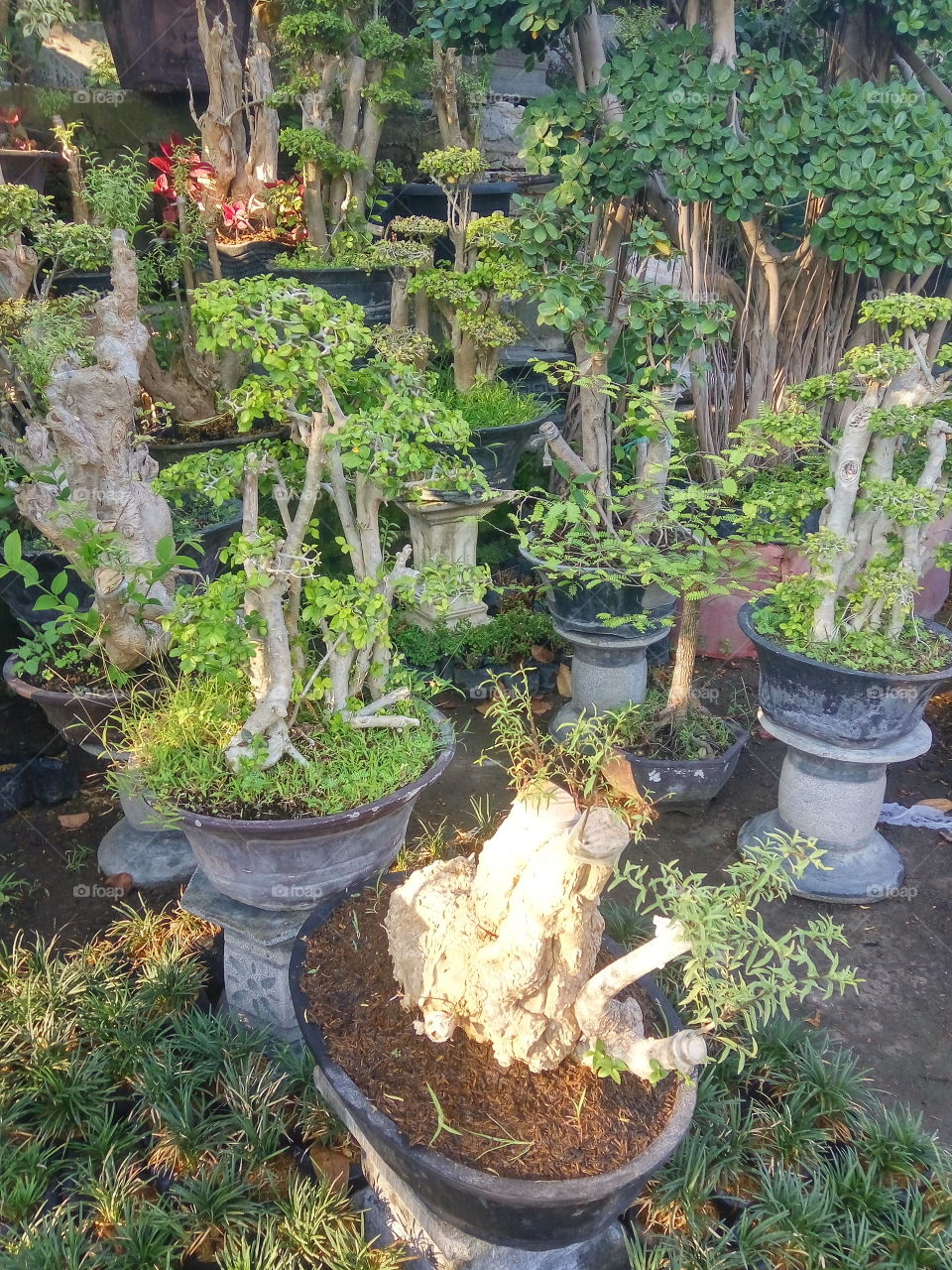 bonsai USD 500
the art of maintaining dwarf plants by prioritizing the beauty of plants. Crazy plant ...