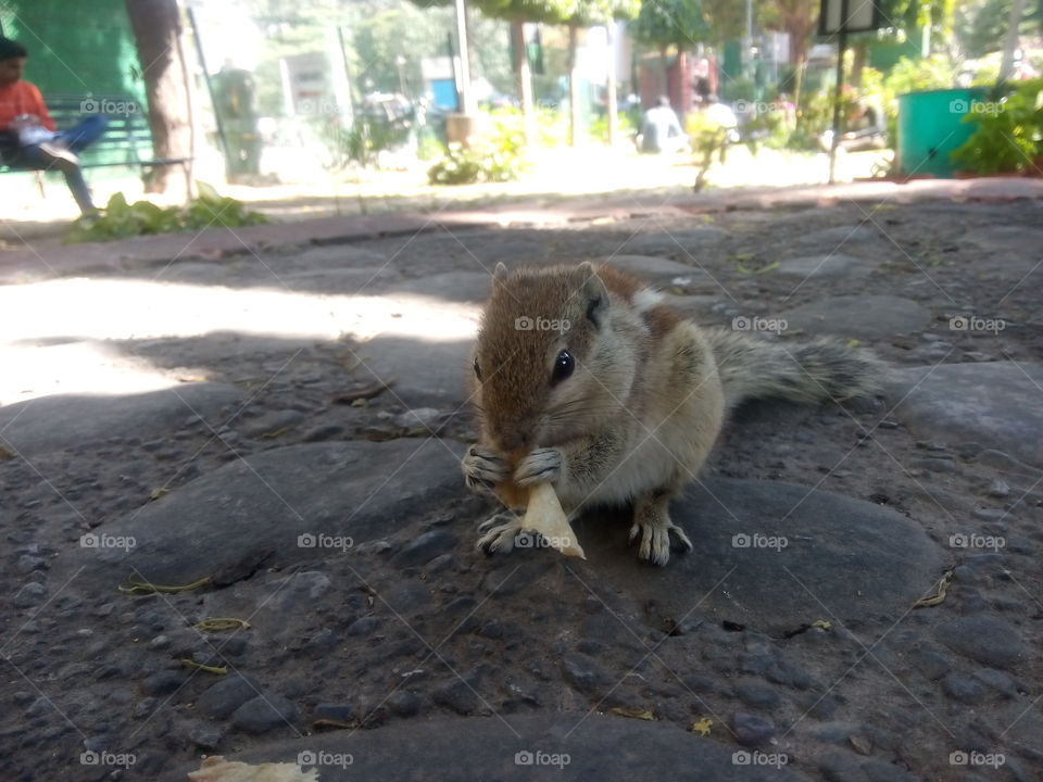 squirrel