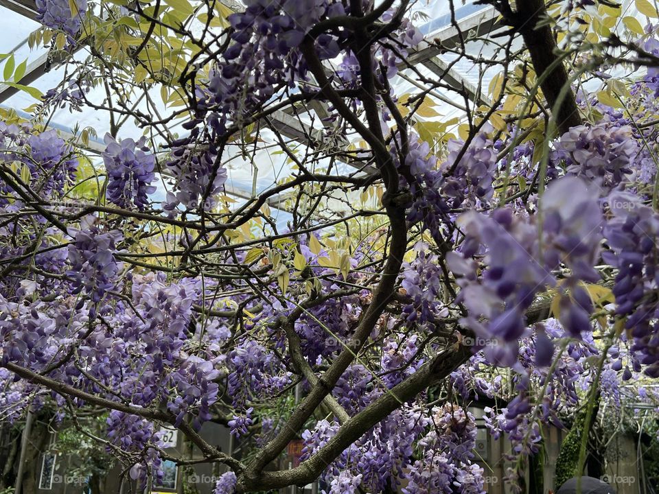 Wisteria flower in Yang Ming Shan 