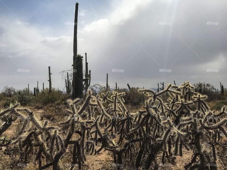 Nature - Desert Landscape 