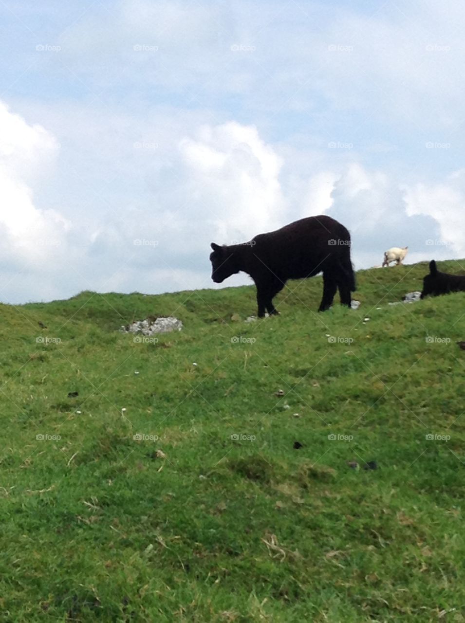 Mammal, No Person, Grass, Landscape, Grassland