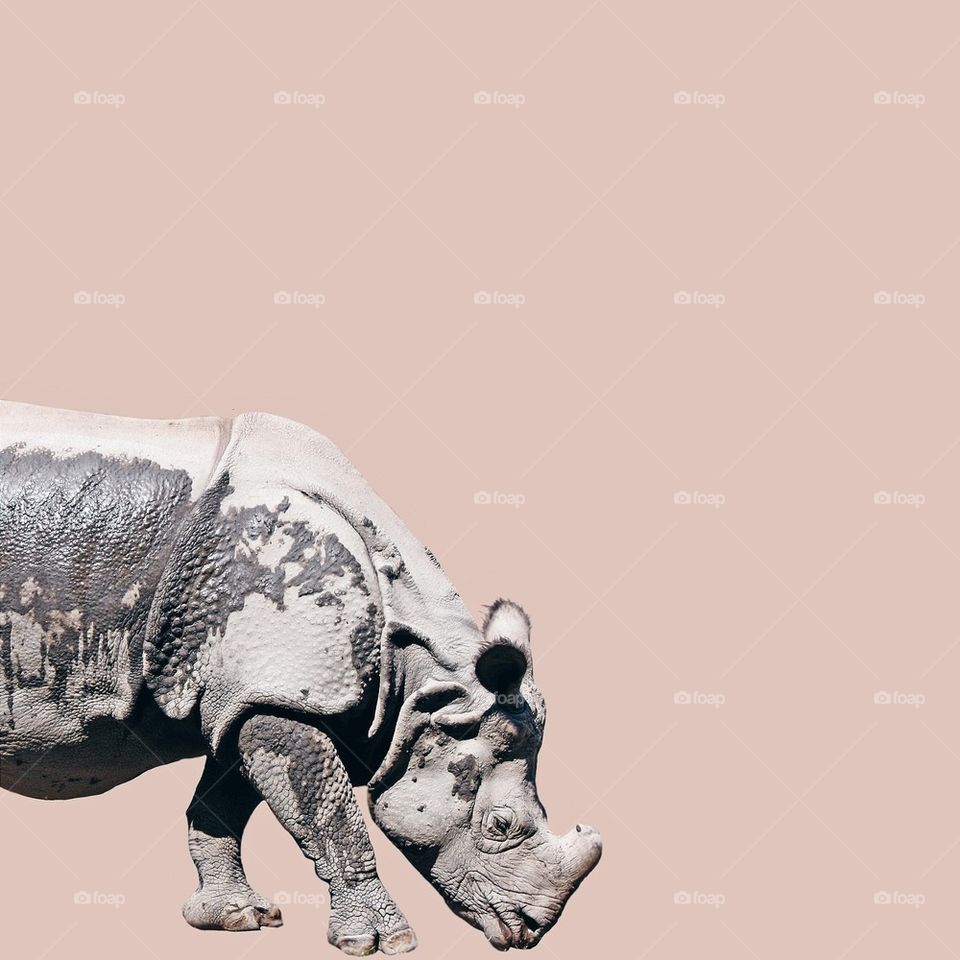 rhino 