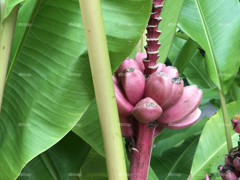 Pink Himalayan banana 
