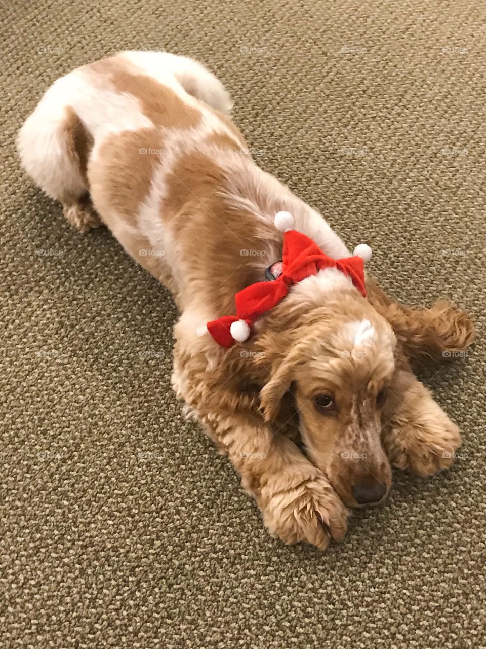The dentist’s pretty puppy hamming it up for the camera. She’s adorable and she knows it! She is especially cute with her red Christmas collar. 