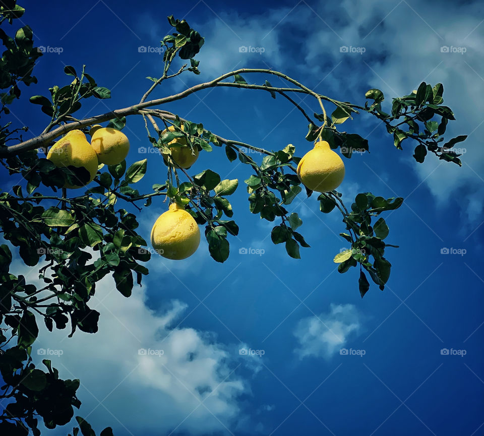 Pomelo fruit ripening on a tree branch