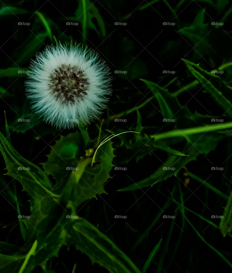dandelion