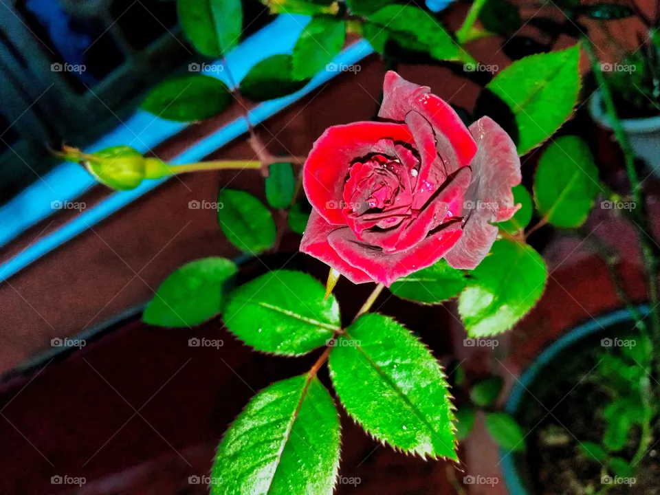 beautiful rose flower