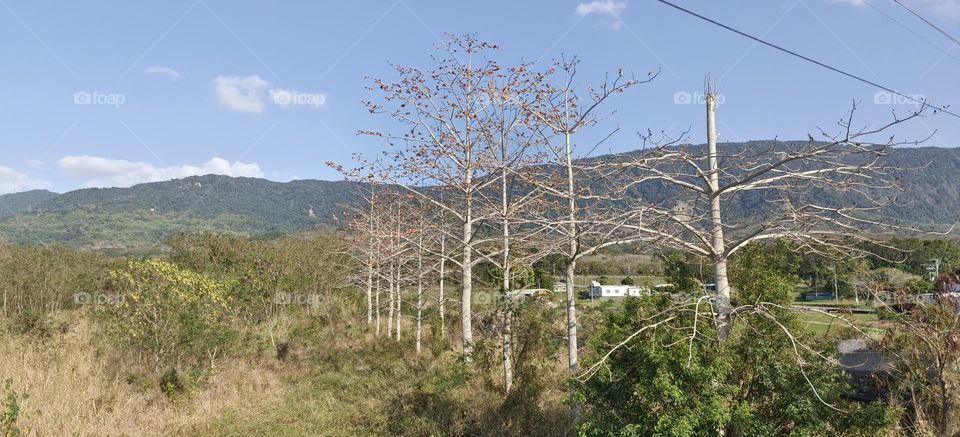 beautiful view of the nature