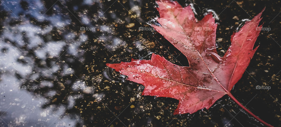 A red leaf in a puddle, that is reflecting the sky and tree's.