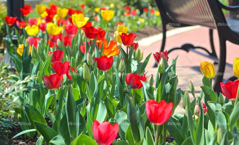 Tulips, tulips, tulips.... Signs of spring 😊