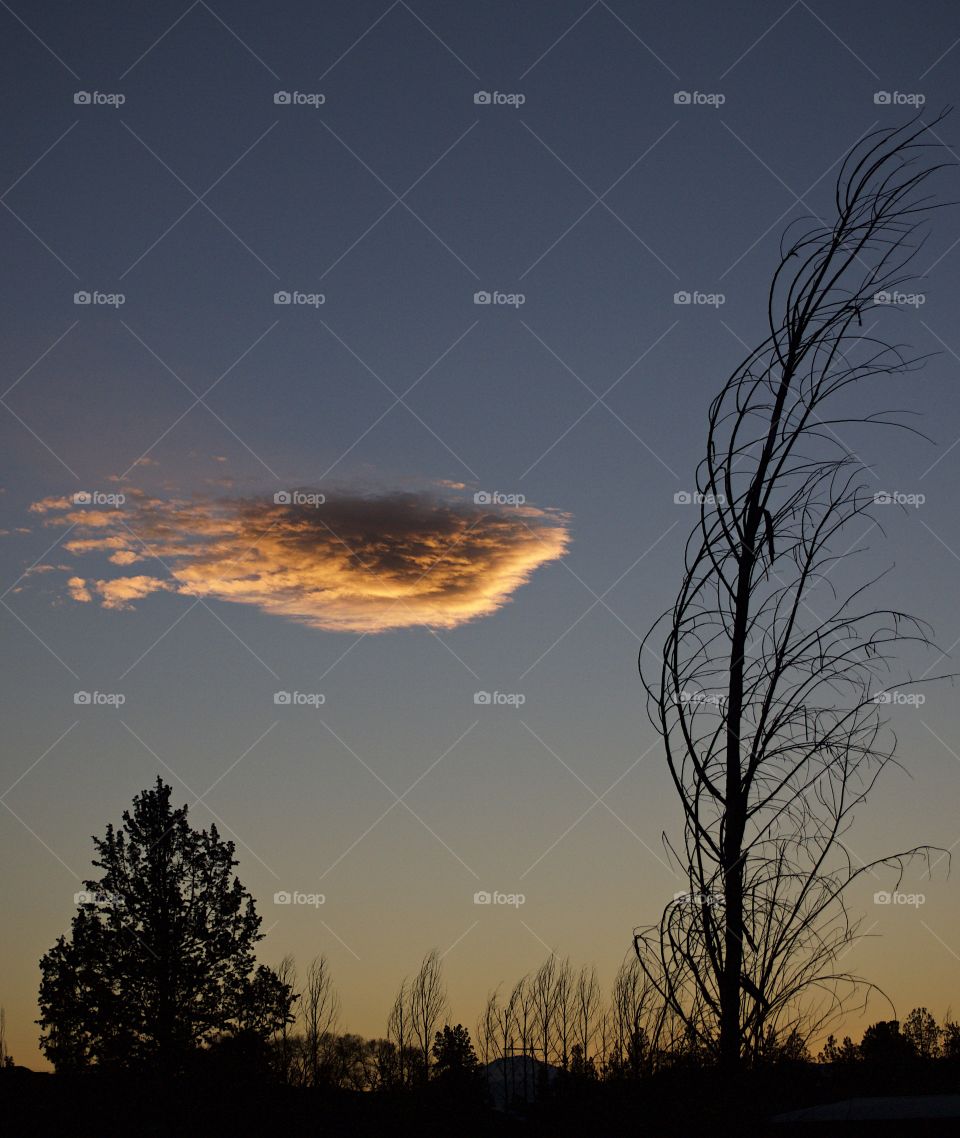 A lone cloud framed with bare trees lit up in a clear sky on a winter evening in Central Oregon. 