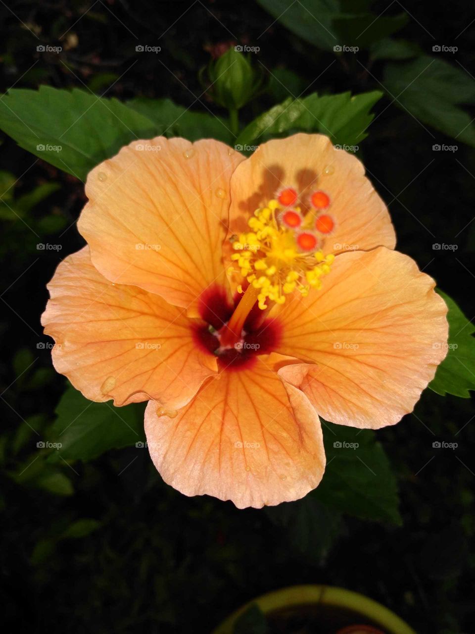 A beautiful orange hibiscus flower