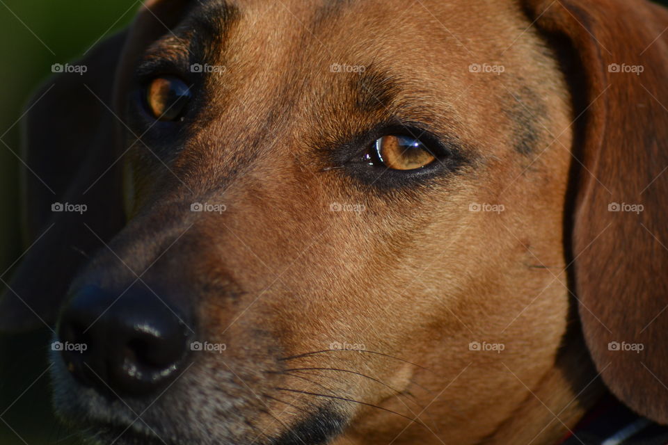 dogs eyes