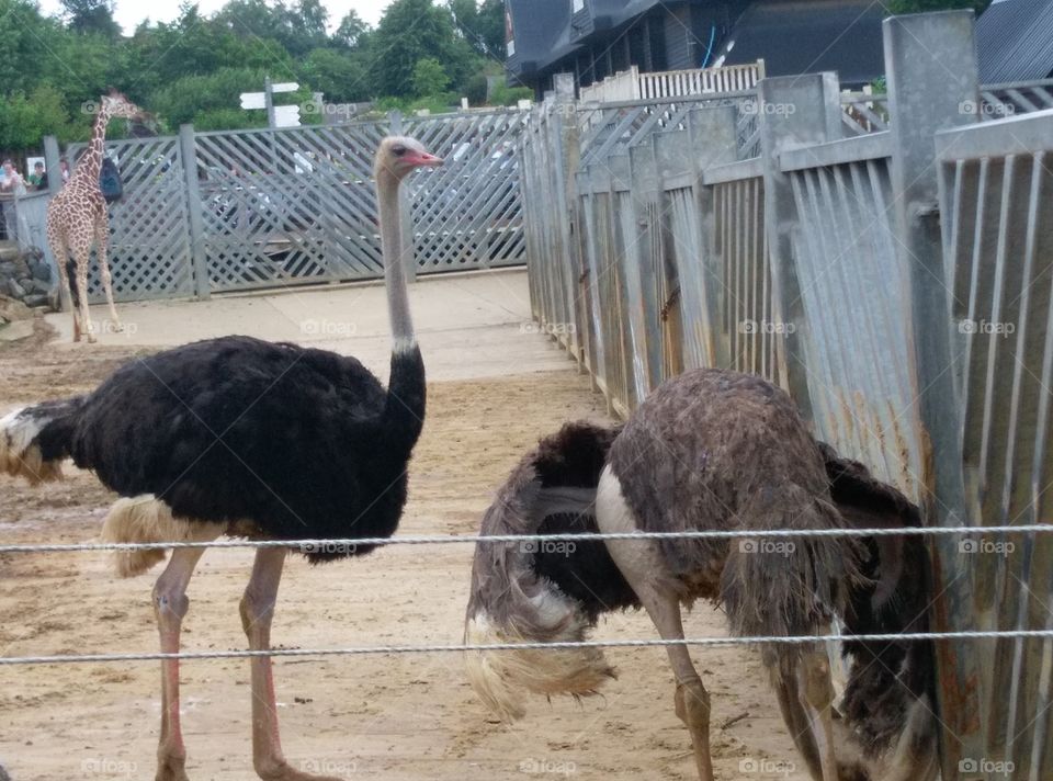 ostriches