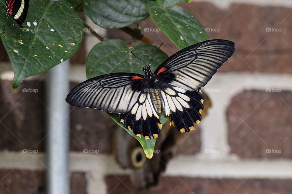 Butterfly on the flower leaf