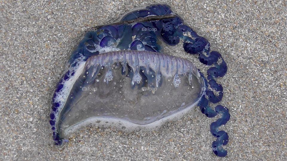 Bluebottle washed up on the Australian coast.