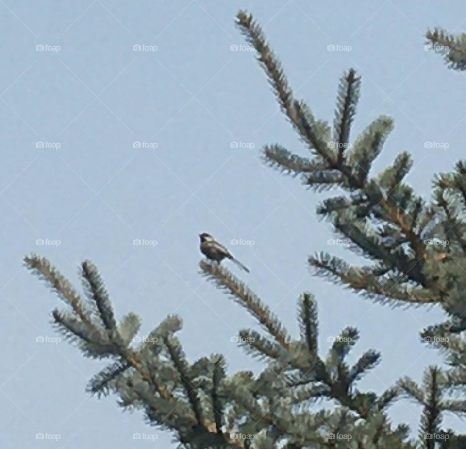 A bird standing on the end of an evergreen branch on a beautiful clear day