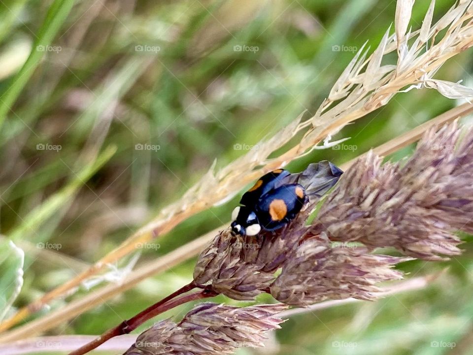 Ladybug
