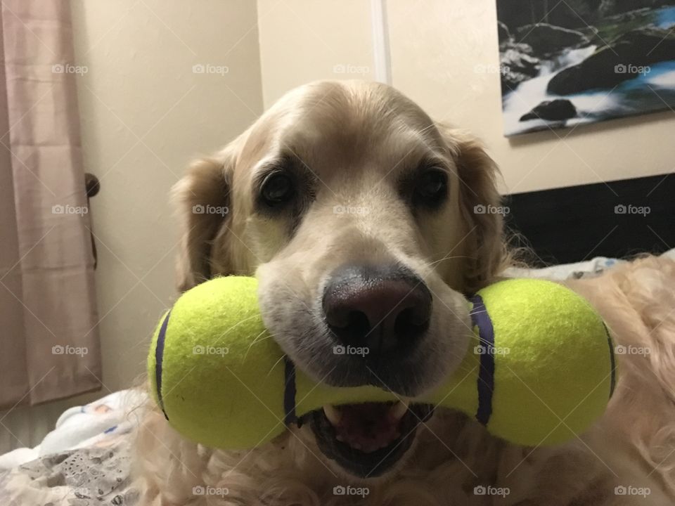 Nocas (Golden Retriever)