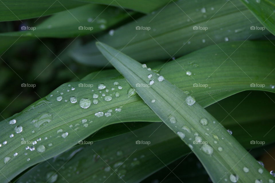 Rain Kisses Leaves 2 