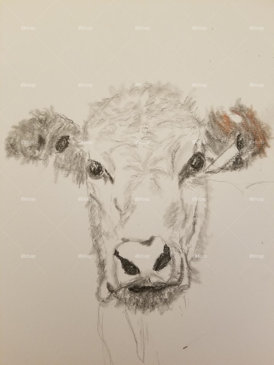 sketch of cow