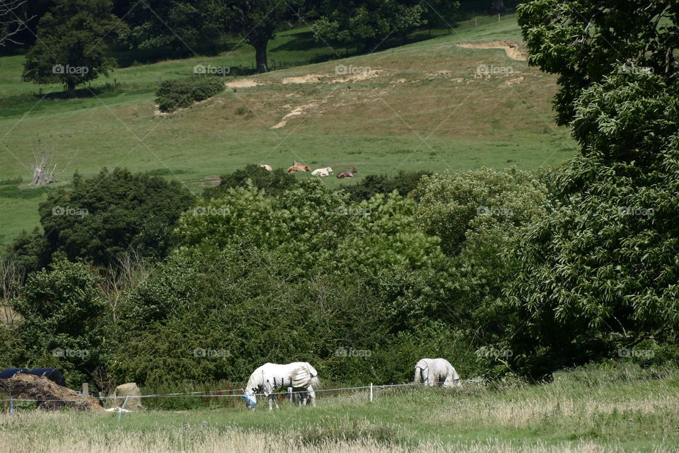 Cotswolds