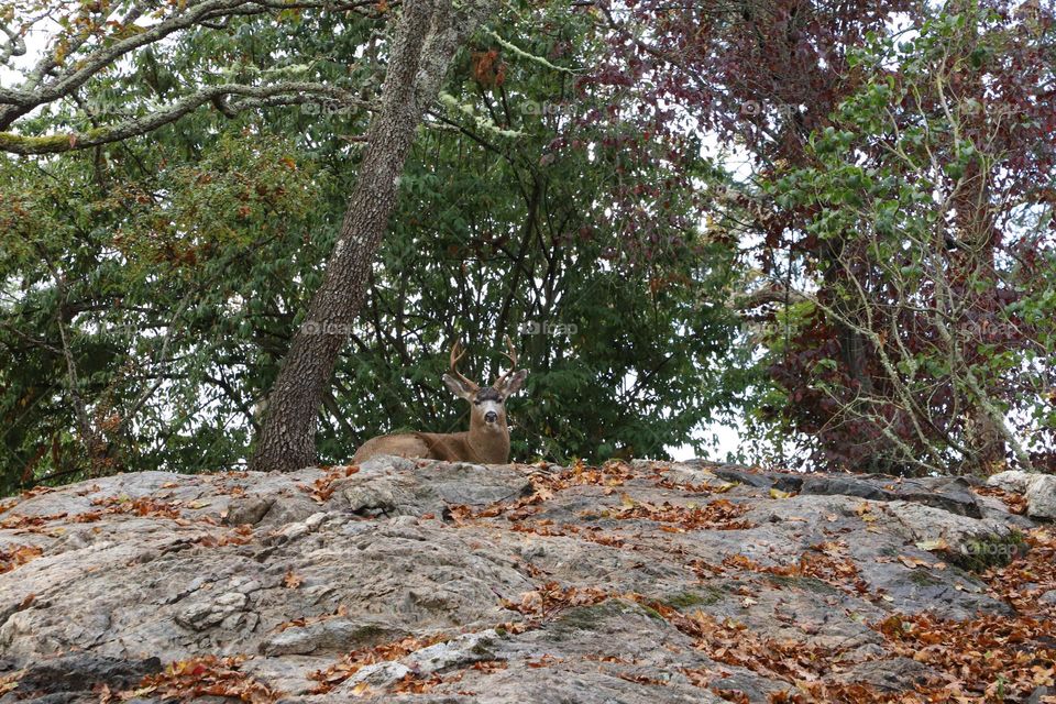 Deer on top of the rock with fallen leaves around 