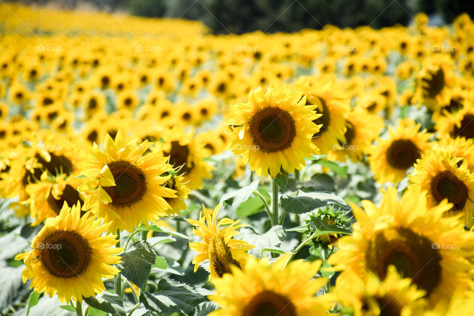 Sunflower, Flora, Nature, Flower, Summer