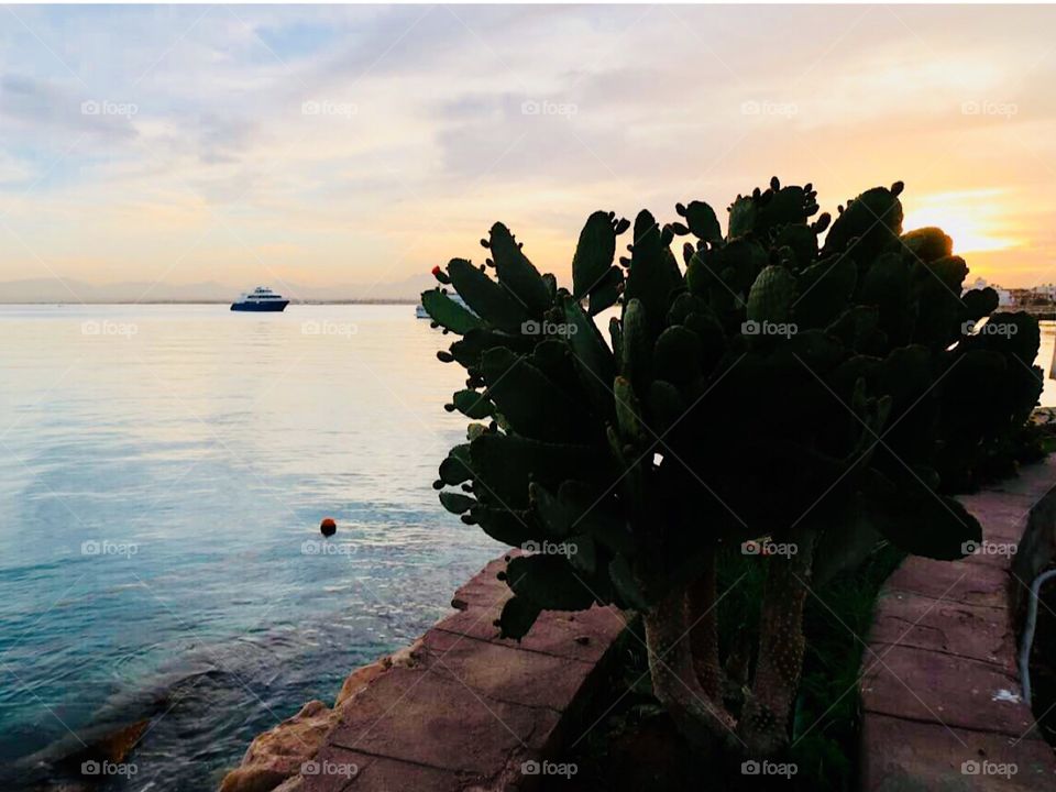 cactus enjoying the sunset in Hurghada 