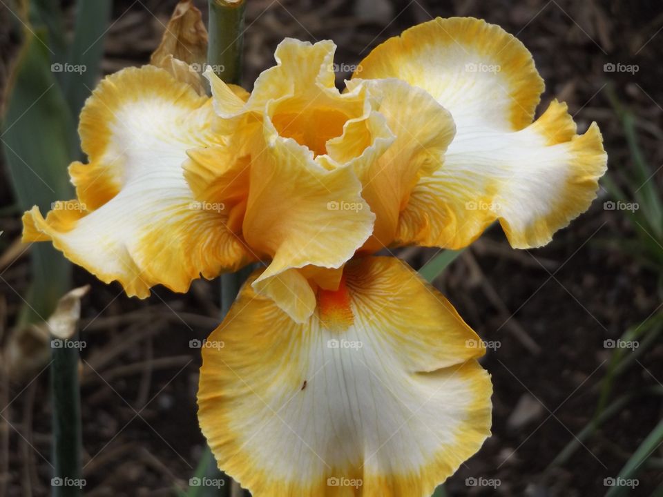 Yellow Iris