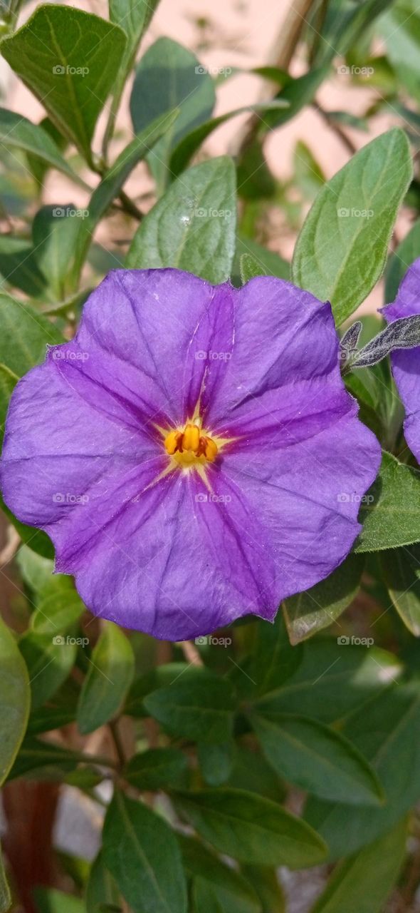 purple flower , great nature