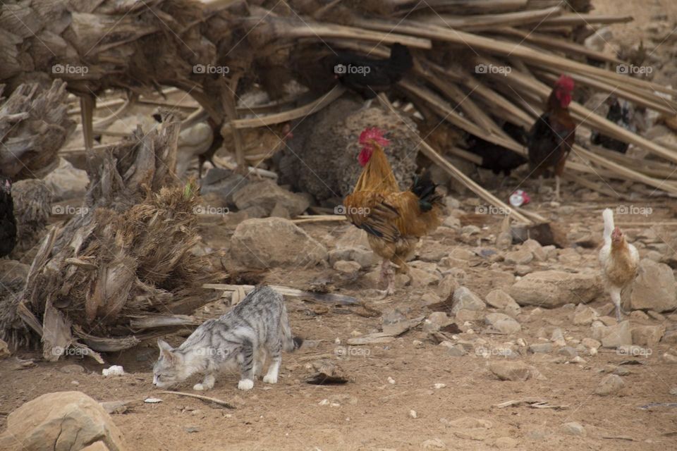 gray cat and chickens in the countryside in the desert