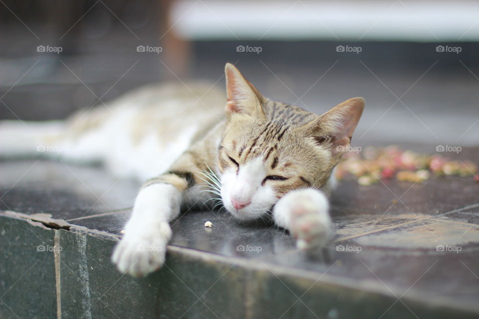 Lazy Cat, Jakarta, Indonesia