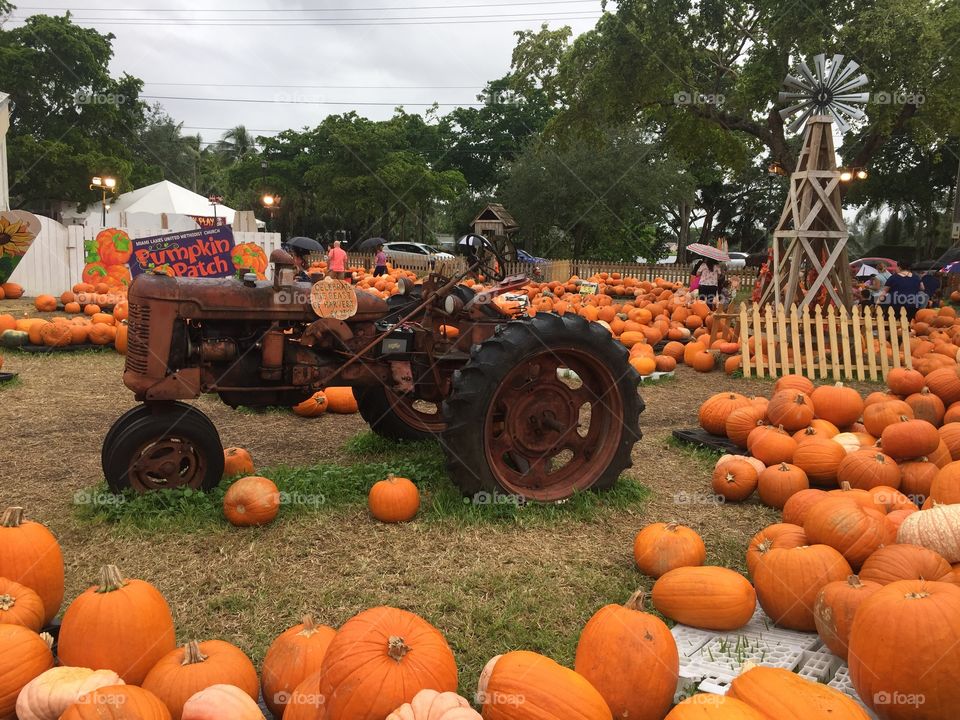 Pumpkin patch 