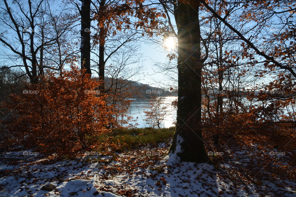 Lake in the Winter