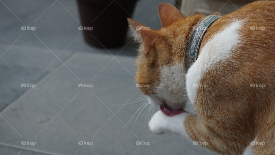 Cat#animal#pet#portrait#cute#hygiene