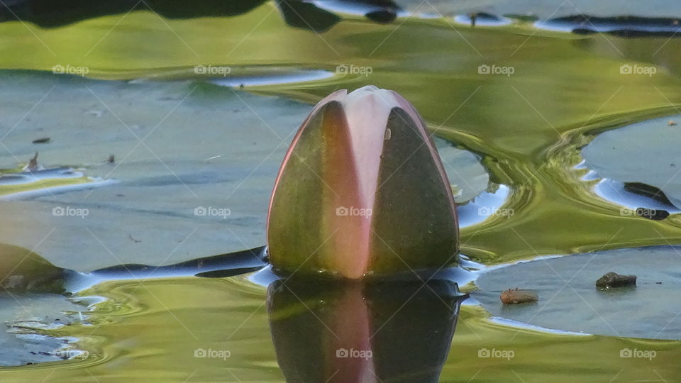 half opened water lily flower sticking up through water surrounded by floating Lily pads