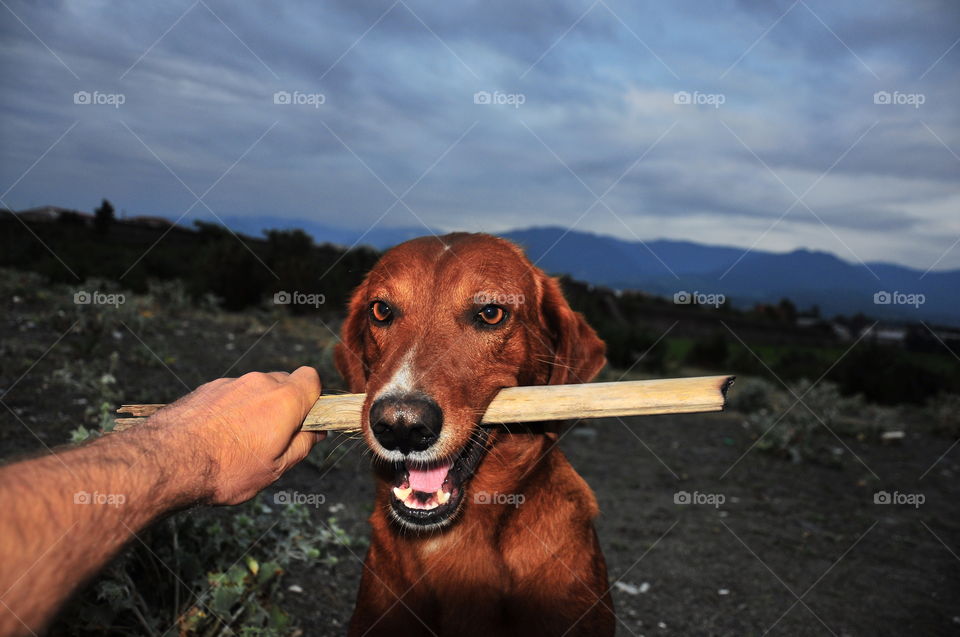 Spring walk with your dog 