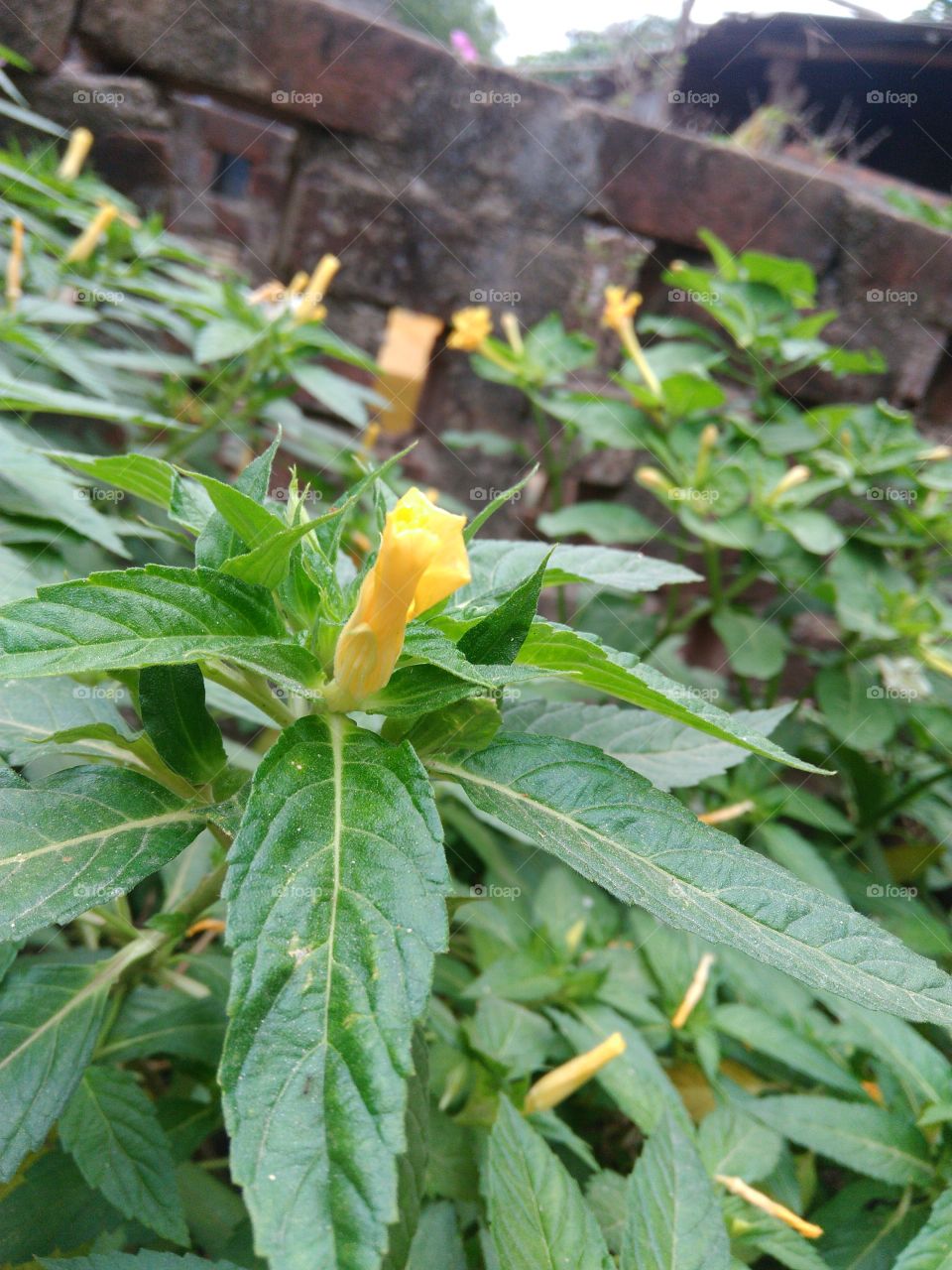 new yellow flower