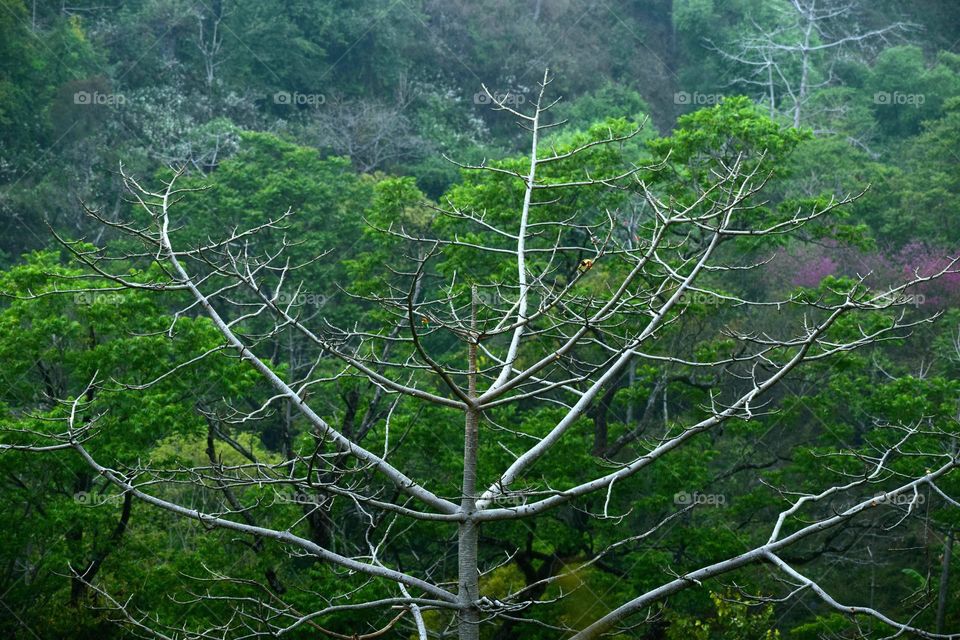 Jacaratia mexicana is a species of tree, in the genus Jacaratia of the family Caricaceae.
