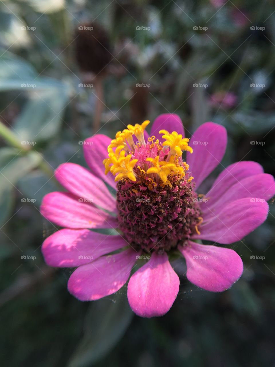 Pink zinnia flower in nature garden