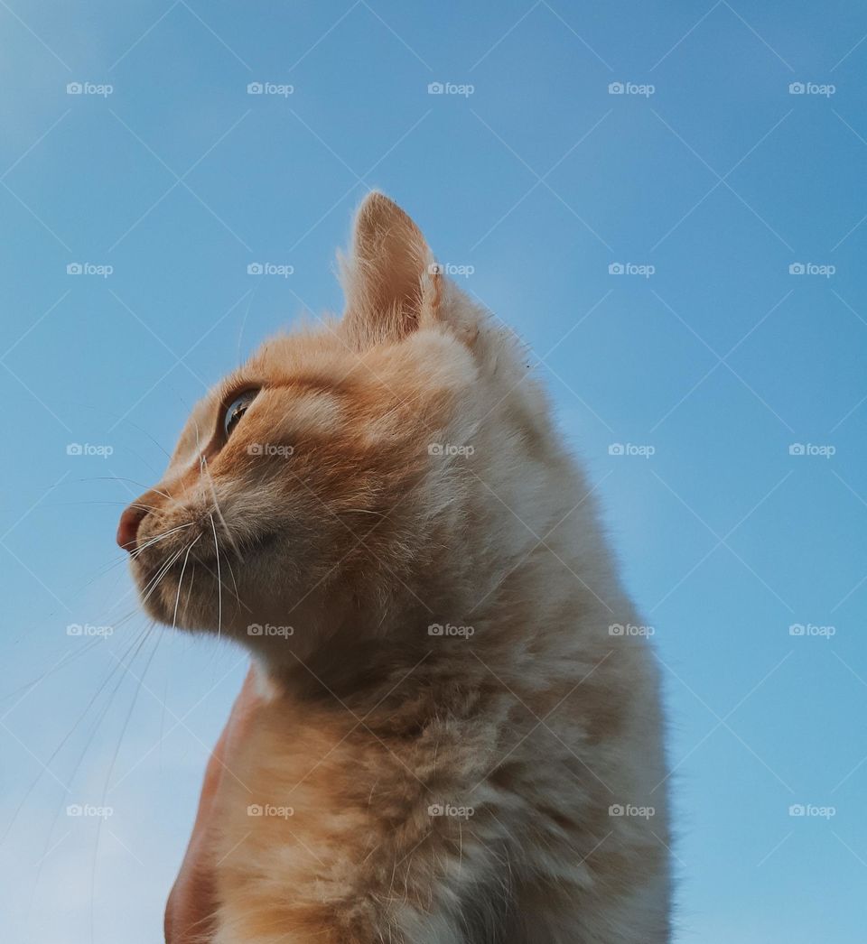 aesthetic photo of a red kitten against the background of the autumn sky