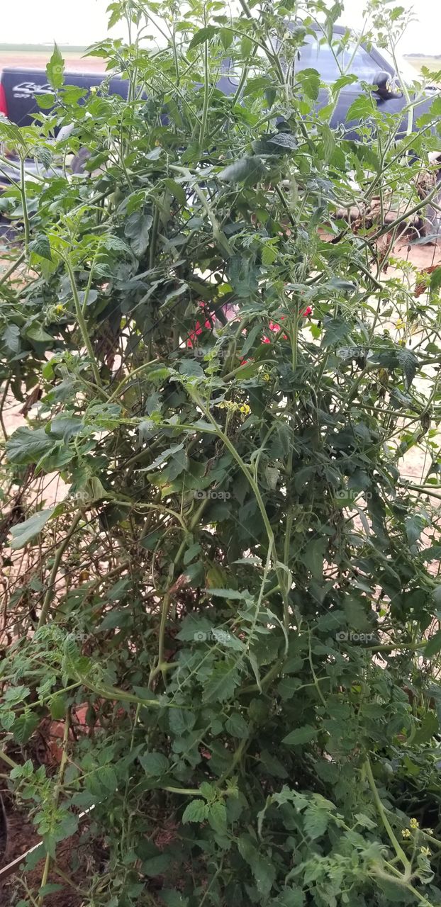 my fall tomatoes